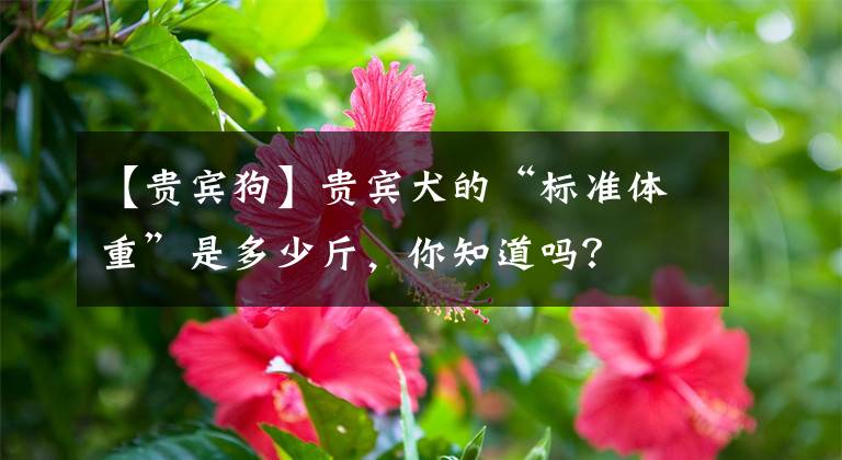 【贵宾狗】贵宾犬的“标准体重”是多少斤，你知道吗？