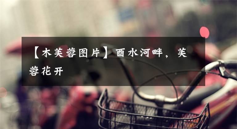 【木芙蓉图片】酉水河畔,芙蓉花开