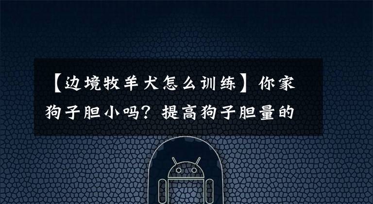 【边境牧羊犬怎么训练】你家狗子胆小吗？提高狗子胆量的训练方法等你学