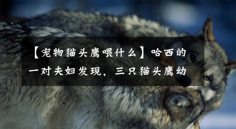 【宠物猫头鹰喂什么】哈西的一对夫妇发现，三只猫头鹰幼崽现在布置得很好。