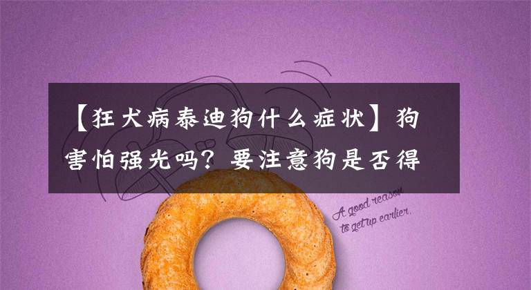 【狂犬病泰迪狗什么症状】狗害怕强光吗？要注意狗是否得了狂犬病。