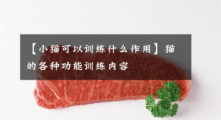 【小猫可以训练什么作用】猫的各种功能训练内容