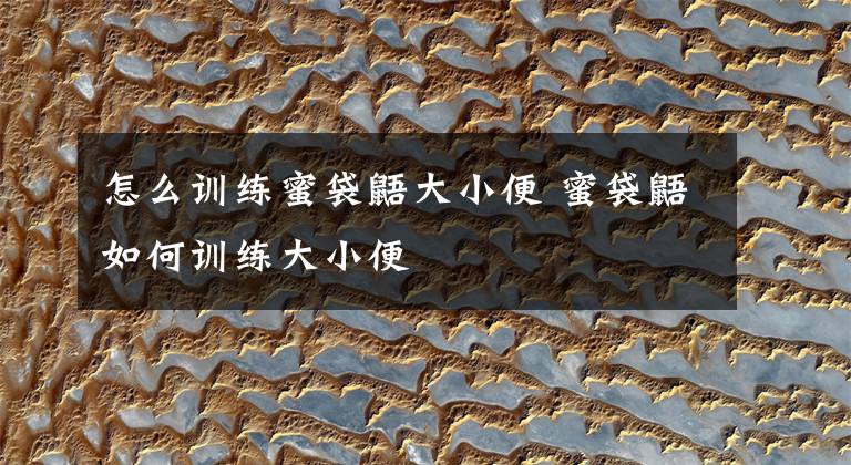 怎么训练蜜袋鼯大小便 蜜袋鼯如何训练大小便