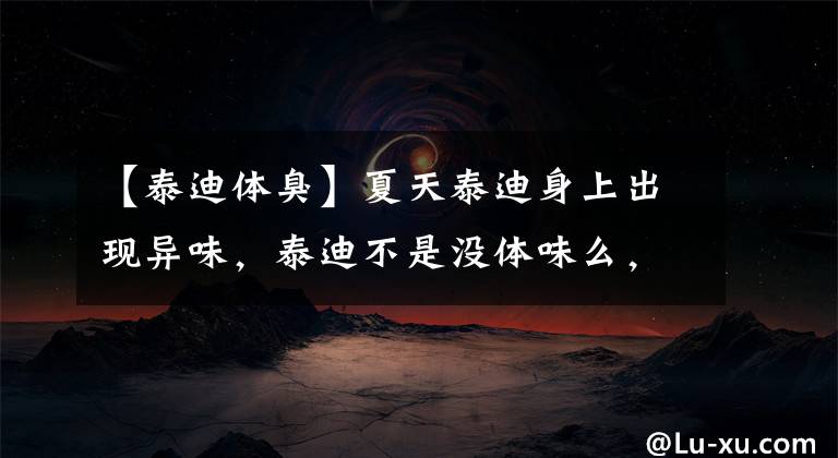 【泰迪体臭】夏天泰迪身上出现异味，泰迪不是没体味么，原来把这疏忽了