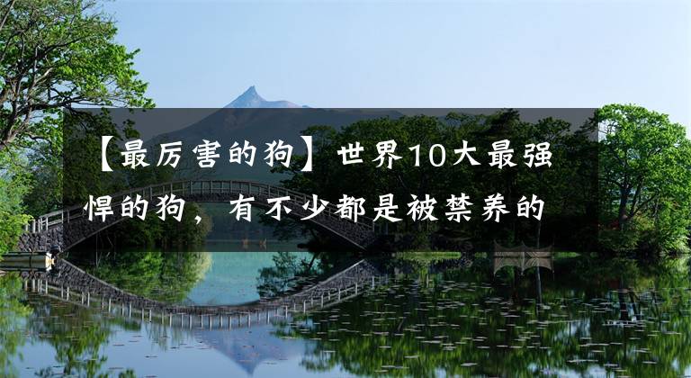 【最厉害的狗】世界10大最强悍的狗，有不少都是被禁养的，你有养过吗？