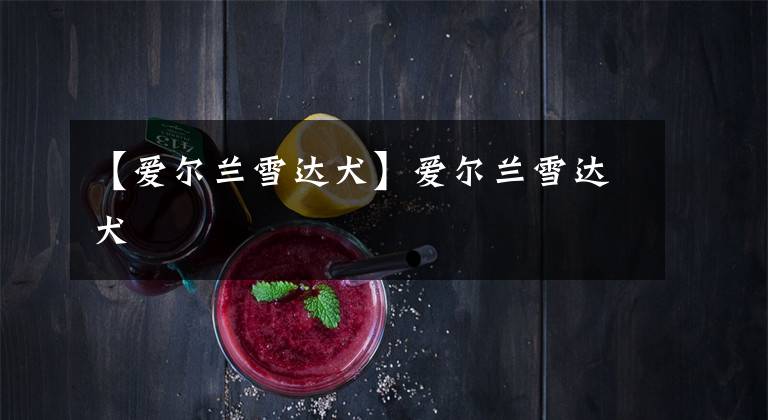 【爱尔兰雪达犬】爱尔兰雪达犬