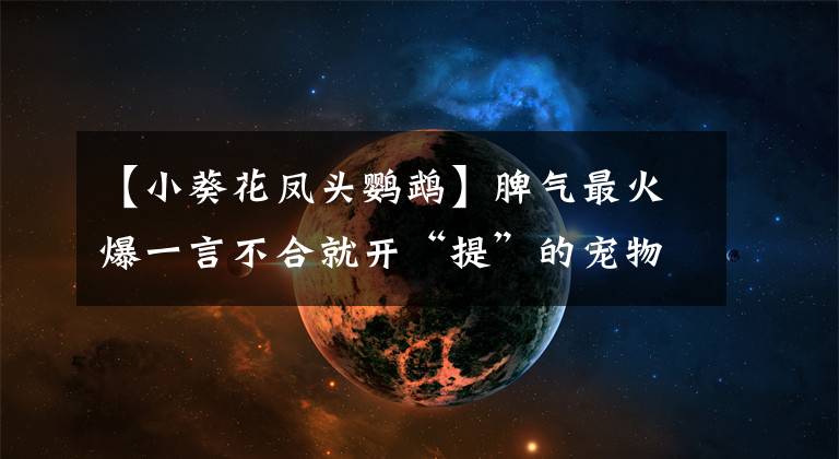 【小葵花凤头鹦鹉】脾气最火爆一言不合就开“提”的宠物——葵花凤头鹦鹉