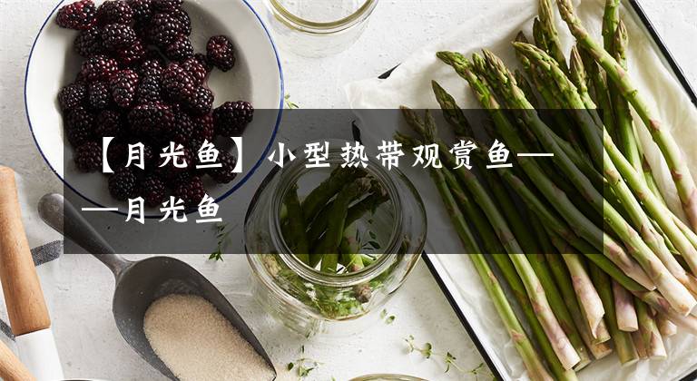 【月光鱼】小型热带观赏鱼——月光鱼
