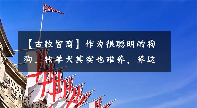 【古牧智商】作为很聪明的狗狗，牧羊犬其实也难养，养这种狗注意这3点