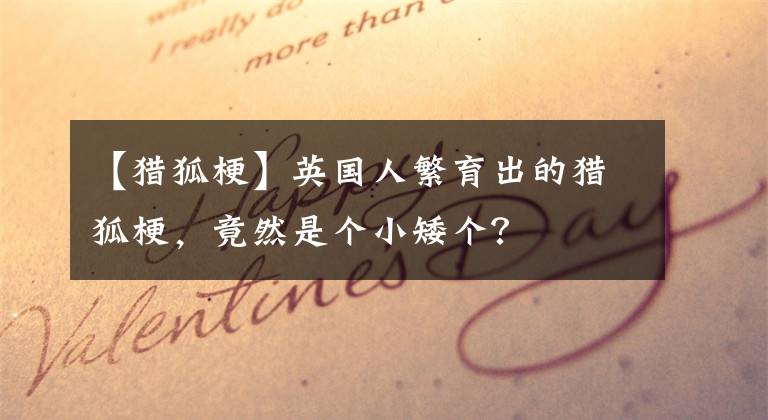 【猎狐梗】英国人繁育出的猎狐梗，竟然是个小矮个？