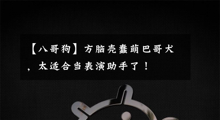 【八哥狗】方脑壳蠢萌巴哥犬，太适合当表演助手了！