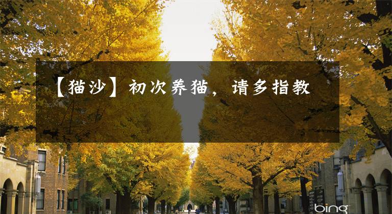 【猫沙】初次养猫，请多指教