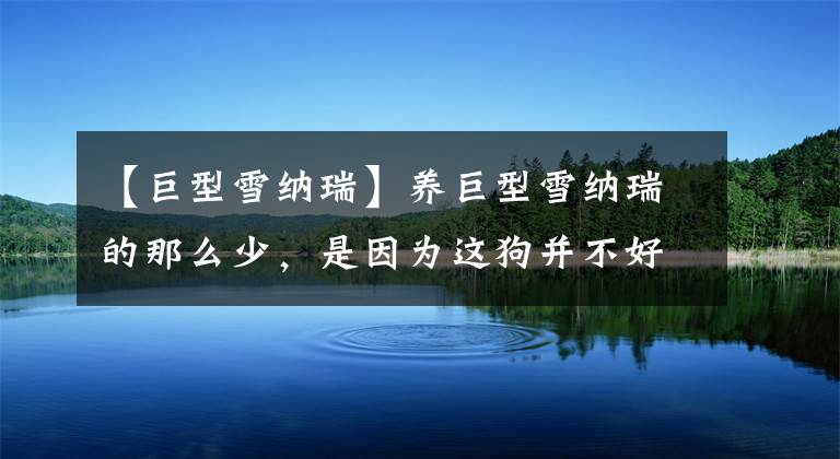 【巨型雪纳瑞】养巨型雪纳瑞的那么少，是因为这狗并不好养，和雪纳瑞比差太多