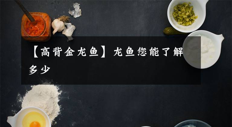 【高背金龙鱼】龙鱼您能了解多少