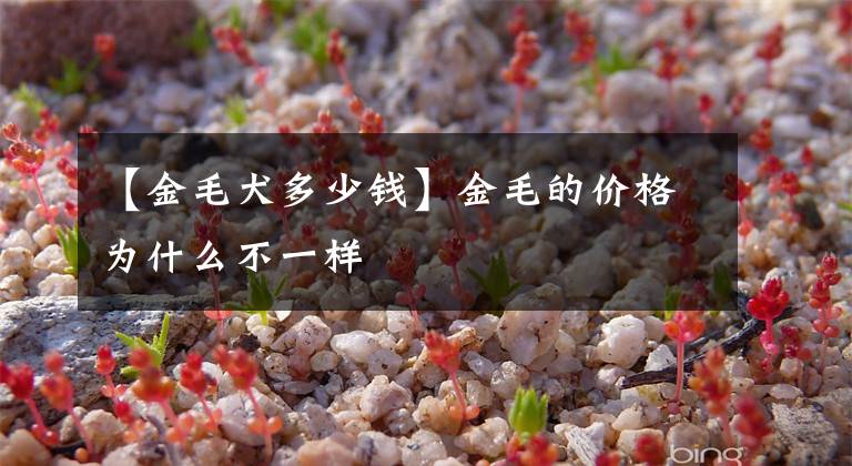 【金毛犬多少钱】金毛的价格为什么不一样