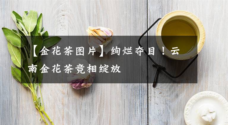 【金花茶图片】绚烂夺目！云南金花茶竞相绽放