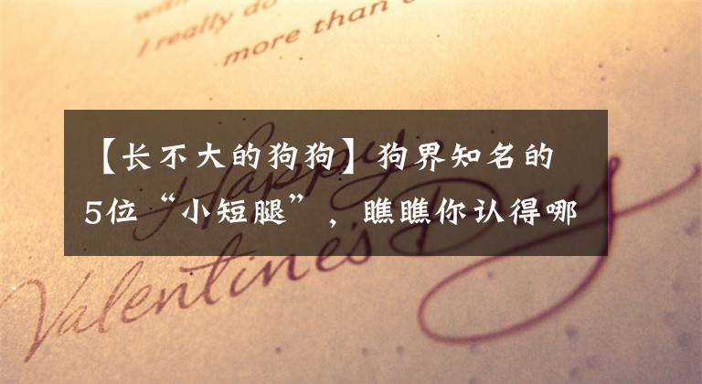 【长不大的狗狗】狗界知名的5位“小短腿”，瞧瞧你认得哪几种
