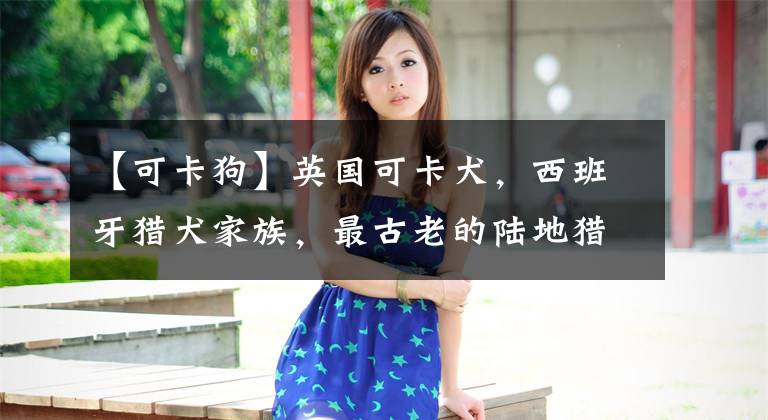 【可卡狗】英国可卡犬，西班牙猎犬家族，最古老的陆地猎犬之一