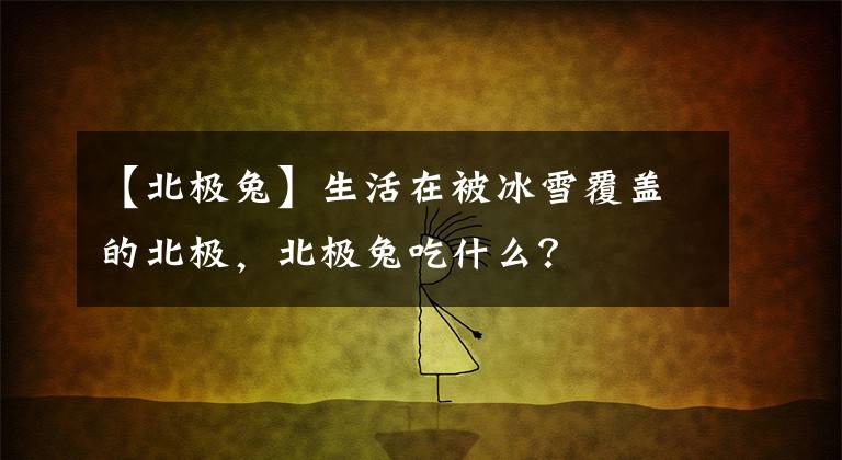 【北极兔】生活在被冰雪覆盖的北极，北极兔吃什么？