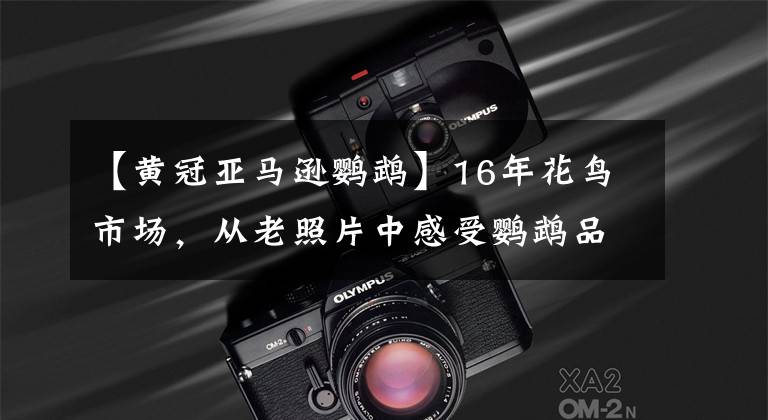 【黄冠亚马逊鹦鹉】16年花鸟市场，从老照片中感受鹦鹉品种之多！让人眼馋心痒