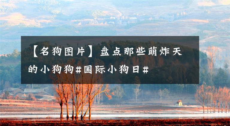 【名狗图片】盘点那些萌炸天的小狗狗#国际小狗日#