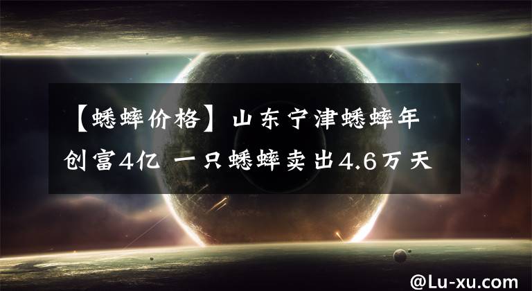 【蟋蟀价格】山东宁津蟋蟀年创富4亿 一只蟋蟀卖出4.6万天价