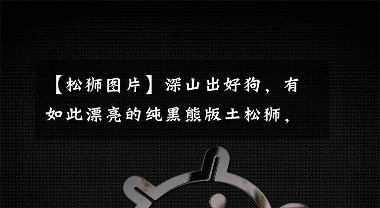 【松狮图片】深山出好狗，有如此漂亮的纯黑熊版土松狮，着实令人羡慕啊！