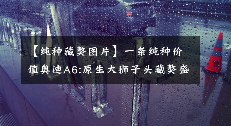 【纯种藏獒图片】一条纯种价值奥迪A6:原生大狮子头藏獒盛气凌人