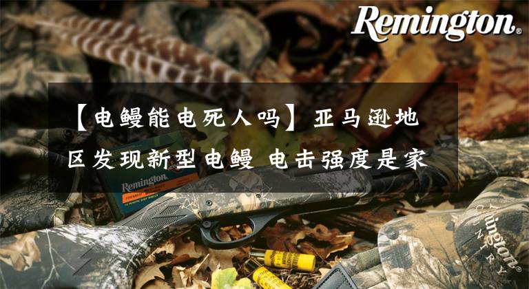 【电鳗能电死人吗】亚马逊地区发现新型电鳗 电击强度是家用插座三倍