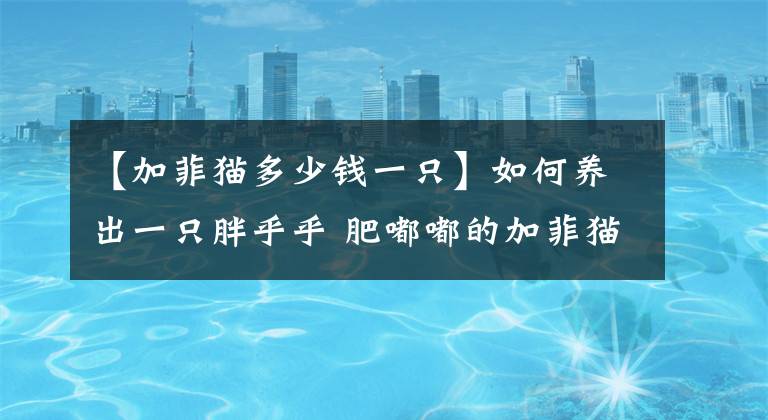 【加菲猫多少钱一只】如何养出一只胖乎乎 肥嘟嘟的加菲猫