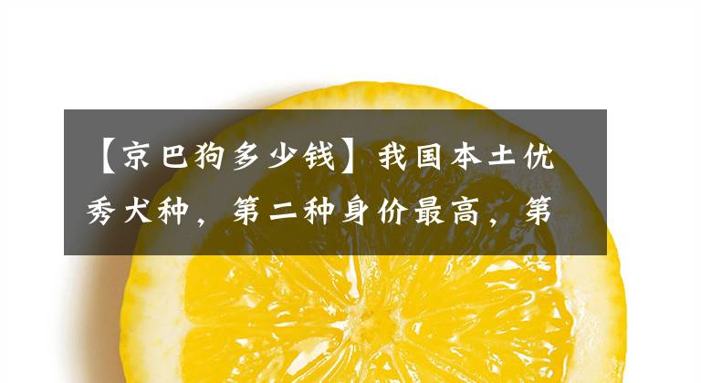 【京巴狗多少钱】我国本土优秀犬种，第二种身价最高，第四种比大熊猫还珍贵