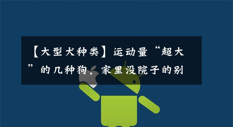 【大型犬种类】运动量“超大”的几种狗，家里没院子的别养