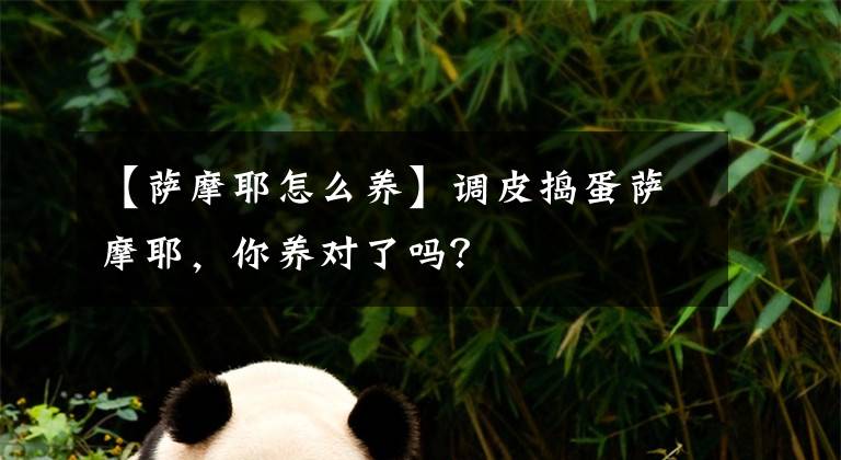 【萨摩耶怎么养】调皮捣蛋萨摩耶，你养对了吗？
