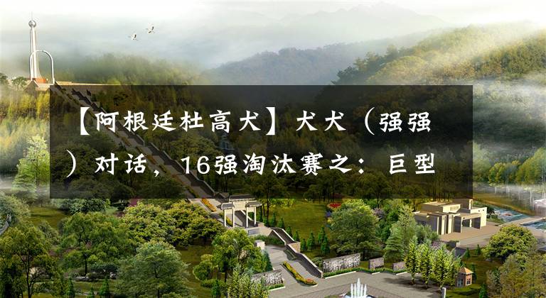 【阿根廷杜高犬】犬犬（强强）对话，16强淘汰赛之：巨型贵宾法国PK阿根廷杜高