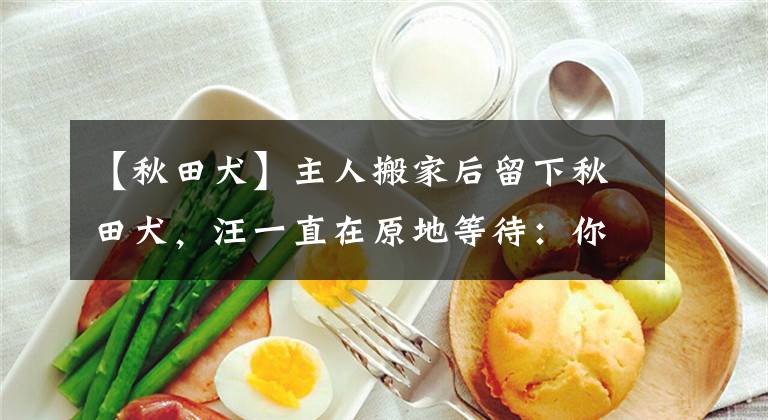 【秋田犬】主人搬家后留下秋田犬,汪一直在原地等待:你什么时候回来接我