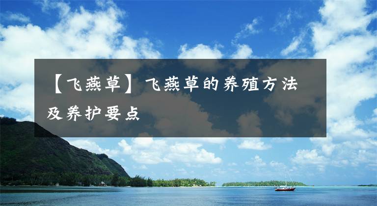 【飞燕草】飞燕草的养殖方法及养护要点
