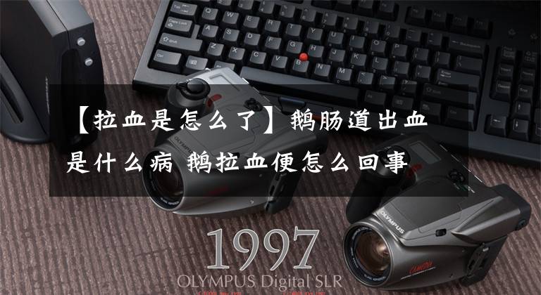 【拉血是怎么了】鹅肠道出血是什么病 鹅拉血便怎么回事