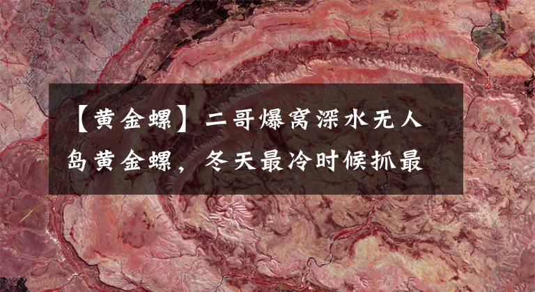 【黄金螺】二哥爆窝深水无人岛黄金螺，冬天最冷时候抓最好，冷水域才有