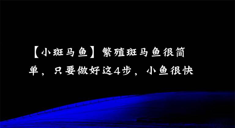 【小斑马鱼】繁殖斑马鱼很简单,只要做好这4步,小鱼很快就出生