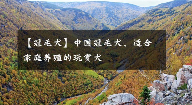 【冠毛犬】中国冠毛犬，适合家庭养殖的玩赏犬