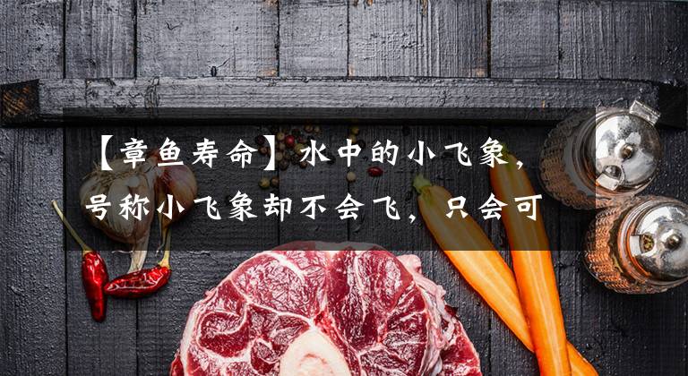 【章鱼寿命】水中的小飞象,号称小飞象却不会飞,只会可爱卖萌的“笨蛋章鱼”