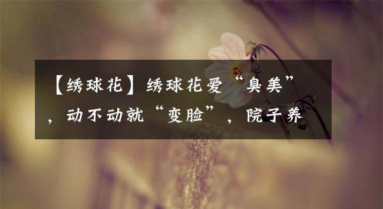 【绣球花】绣球花爱“臭美”，动不动就“变脸”，院子养一棵，好处多