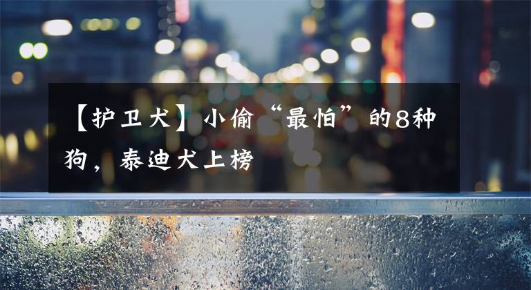 【护卫犬】小偷“最怕”的8种狗,泰迪犬上榜