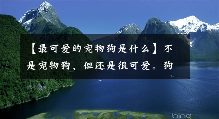 【最可爱的宠物狗是什么】不是宠物狗，但还是很可爱。狗也被称为“人类最好的朋友”