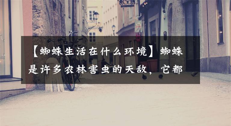 【蜘蛛生活在什么环境】蜘蛛是许多农林害虫的天敌,它都分布在哪里?