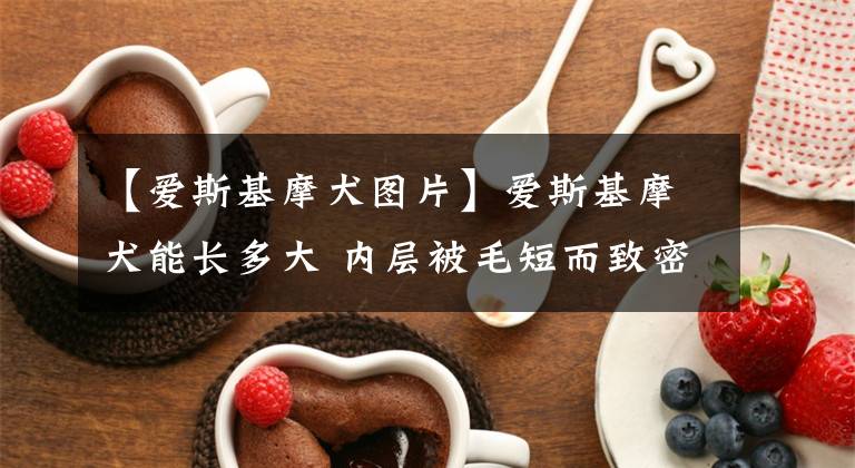 【爱斯基摩犬图片】爱斯基摩犬能长多大 内层被毛短而致密