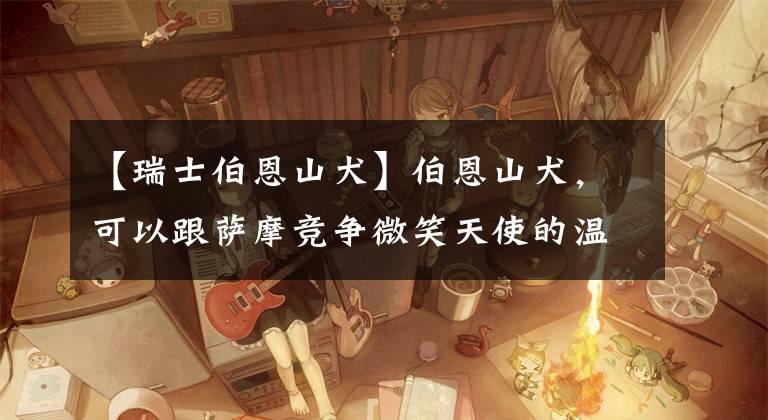 【瑞士伯恩山犬】伯恩山犬，可以跟萨摩竞争微笑天使的温柔大个子！