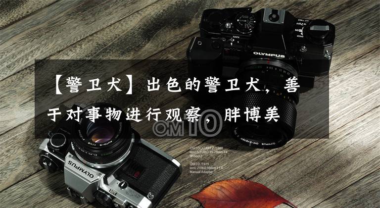 【警卫犬】出色的警卫犬，善于对事物进行观察，胖博美