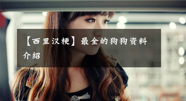 【西里汉梗】最全的狗狗资料介绍