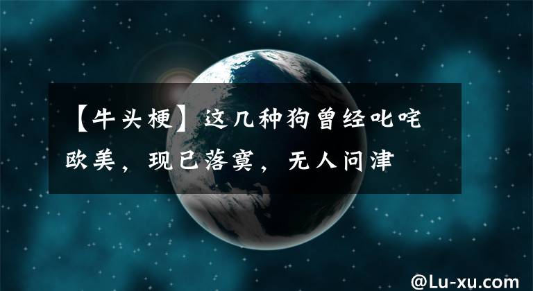 【牛头梗】这几种狗曾经叱咤欧美，现已落寞，无人问津